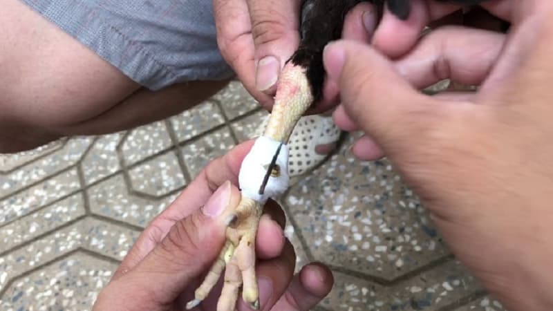Các loại cựa gà phổ biến tại