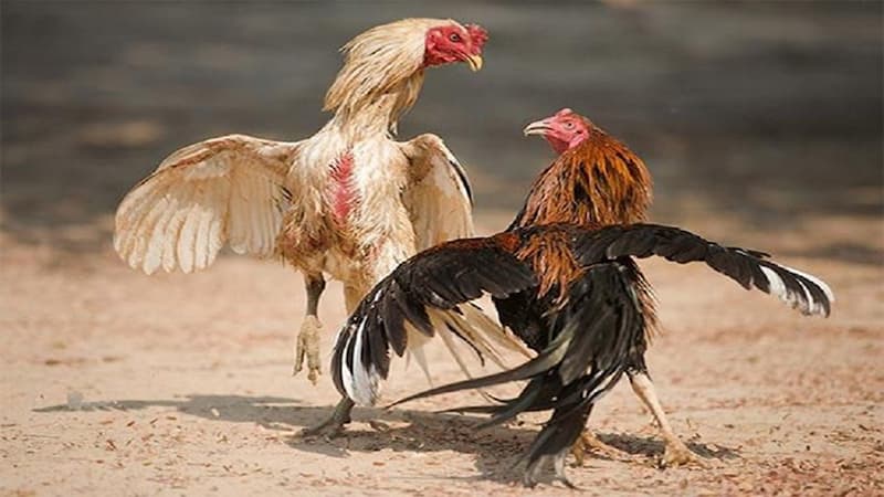 Hướng dẫn những cách nuôi gà đá cho sư kê